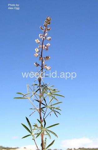 lupine, silver
